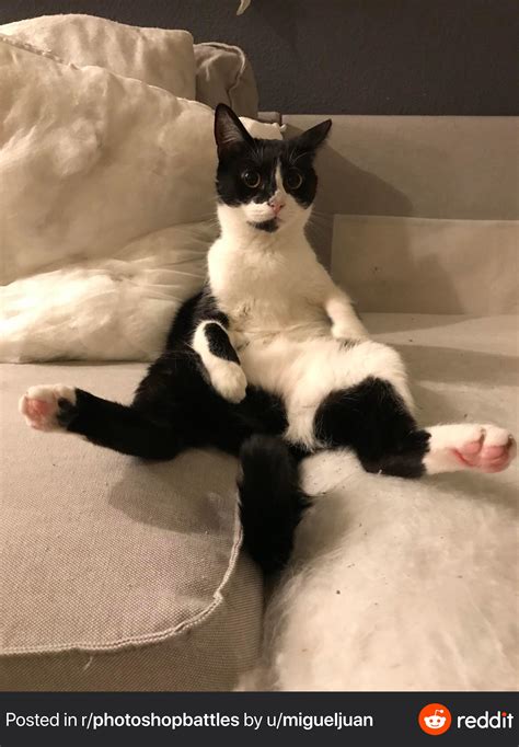 Psbattle Cat Sitting On Couch Rphotoshopbattles