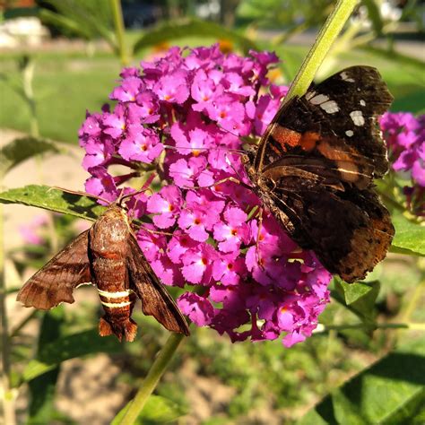 Nessus sphinx Moth and Red Admiral Butterfly | Scrolller