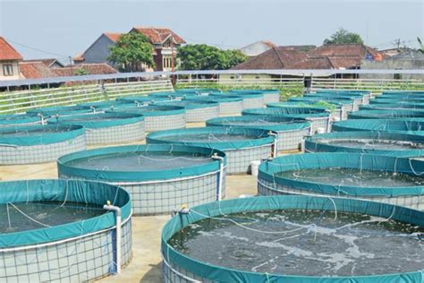 Kelebihan Budidaya Ikan Nila Menggunakan Sistem Bioflok Trubus