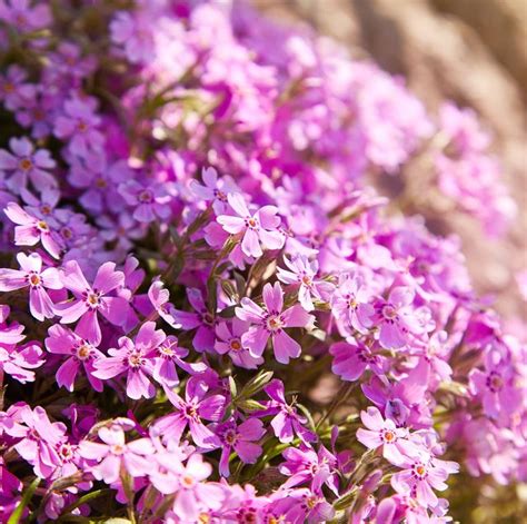 Looking for a good ground cover? 21 Best Ground Cover Flowers and Plants - Low Growing ...