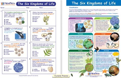 The Kingdoms Of Life Nature Kingdoms