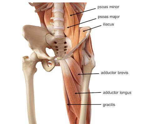 Learn more on this topic. Anatomy Of Hip Area