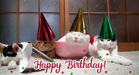 Funny Happy Birthday And Cats  Miller Thish1947