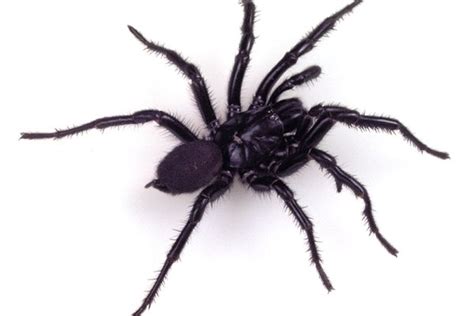 Spider Webs The Australian Museum