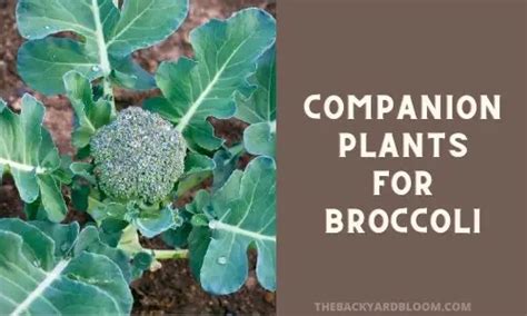 Companion Plants For Broccoli The Backyard Bloom