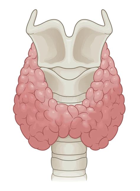 Thyroid Gland Anatomy Illustration Stock Vector Illustration Of Organ