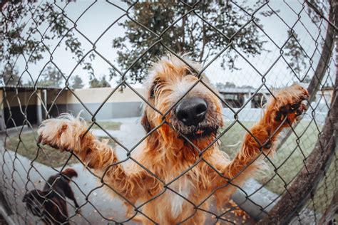 Blog Why You Need To Install A Fence For Your Dog