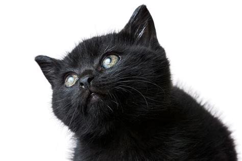 ¿por Qué Adoptar Un Gato Negro En Tu Hogar El Espectador