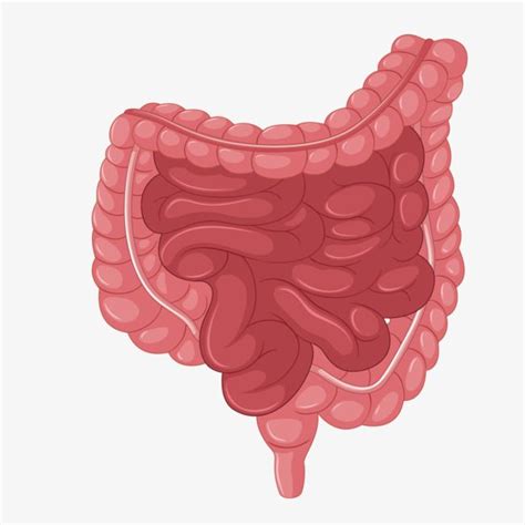 Colon Png Picture Vector Human Colon Intestine Small Intestine Organ Png Image For Free