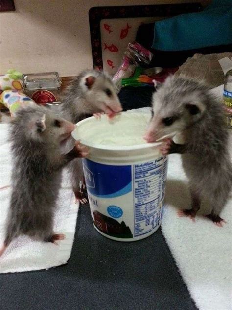Literally Just A Bunch Of Funny Possums Photos And Memes Baby