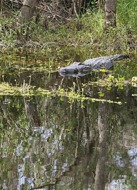 Alligator In Swamp Louisiana Usa Stock Image C0227393 Science