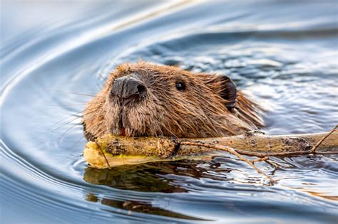 Why Do Beavers Build Dams And What Do They Eat Metro News