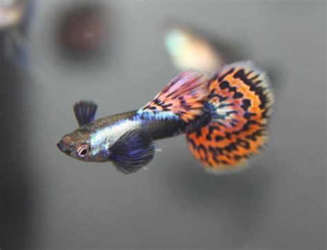 Dumbo Guppy 1 pair - Live Fish and Tropical Pets