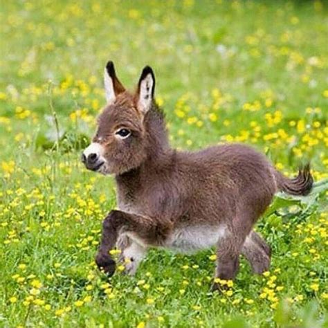 What Is A Baby Donkey Called