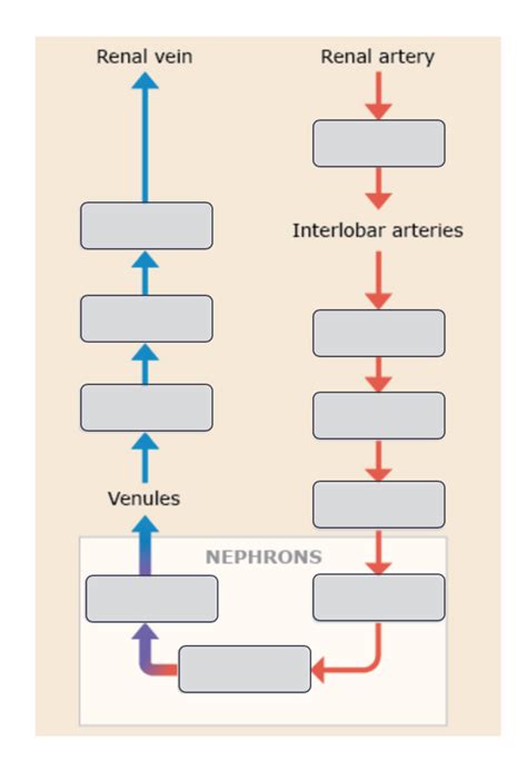 The Blood Supply To The Kidneys A Flowchart Of Renal Circulation