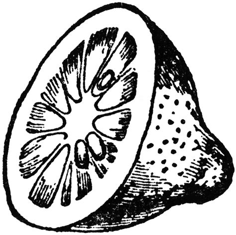 Download clker's lemon outline clip art and related images now. Lemon Cross-section | ClipArt ETC