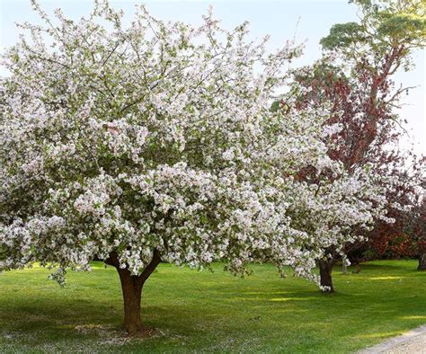 Crabapple Trees Expert Growing And Care Tips Australian House And Garden