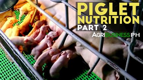 Piglet Nutrition Part 2 Sow Feeding And Weaning Agribusiness