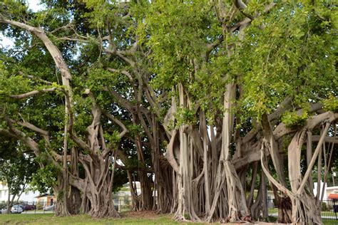 Ficus Microcarpa Moraceae Image At Phytoimages Siu Edu