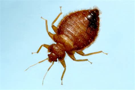 Abc Termite And Pest Control Bed Bugs Information