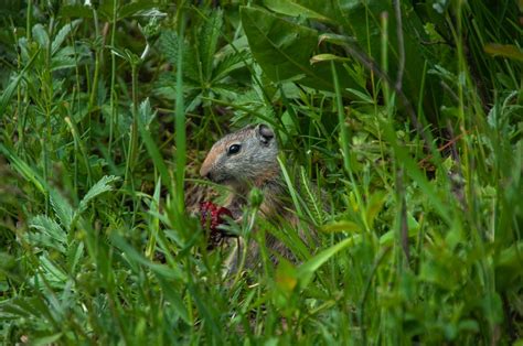 Ground Squirrel Eating Red Fruit Smithsonian Photo Contest