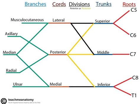 The Brachial Plexus Sections Branches Teachmeanatomy