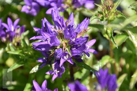 Campanula Glomerata Acaulis Dirk De Swaef