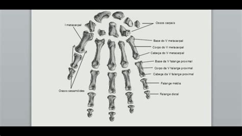 Anatomia óssea Da Mão Youtube