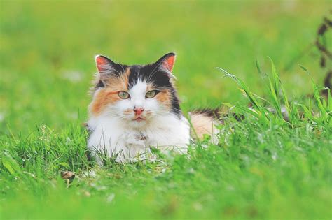 Cat Grass How To Grow It And Why Your Cat Will Like It