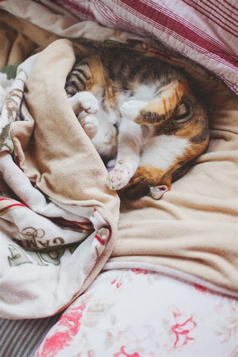 Tortoiseshell Sleeping Hard In Woolen Blanket On Sofa Overhead Shot Del Colaborador De
