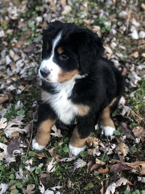 We strive to produce the healthiest, highest quality, healthiest minded, show our biggest goal is to provide you with some of the best bernese mountain dog puppies around. Bernese Mountain Dog Puppies For Sale | Weirton, WV #319123
