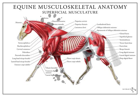 In this image, you will find frontalis, orbicularis oculi, zygomaticus, masseter, orbicularis oris, sternocleidomasteoid. Equine Superficial Muscular System Poster