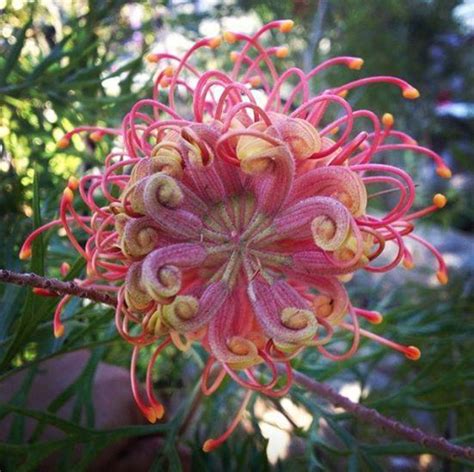 Silky Oak Grevillea Robusta Unusual Flowers Rare Flowers Strange