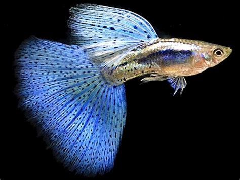 Top 13 Most Colorful Freshwater Fish Meowlogy Guppy Fish Tropical