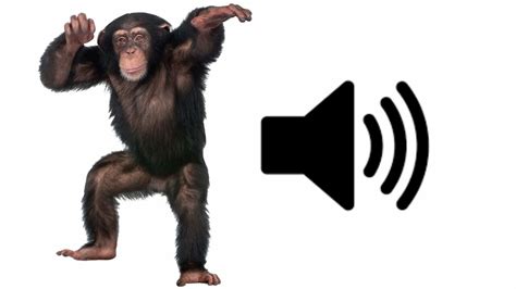 Angry Monkey Sound Effect Youtube