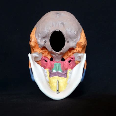 Coloured Didactic Anatomical Human Skull Model Medical Skeleton