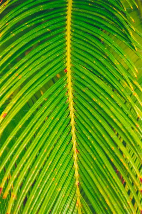 See more ideas about leaf identification, tree identification, plant identification. Texture of a palm tree. Bright leaves. ~ Nature Photos ...