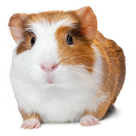 Male Guinea Pig For Sale Live Small Pets Petsmart