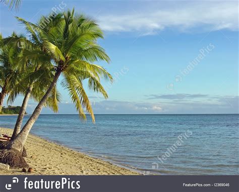 Nature Landscape Fijian Beach And Palm Trees 1 Stock