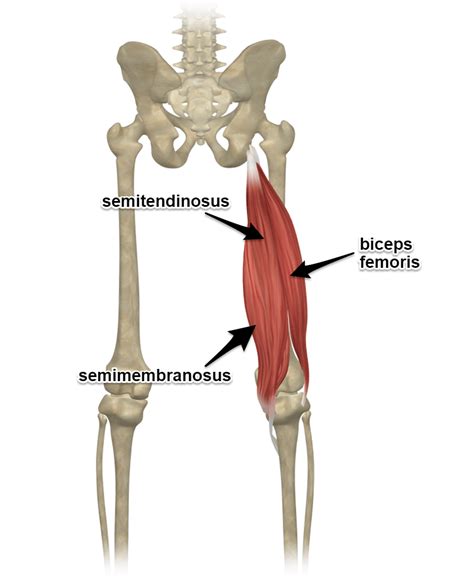 Gym equipment names are confusing and you can sometimes feel more than a little helpless in regards to what does what. The Hamstrings - Yoga Anatomy