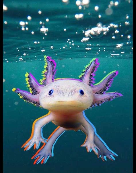 Axolotl Wallpaper Cute Download Best Hd Wallpaper Images