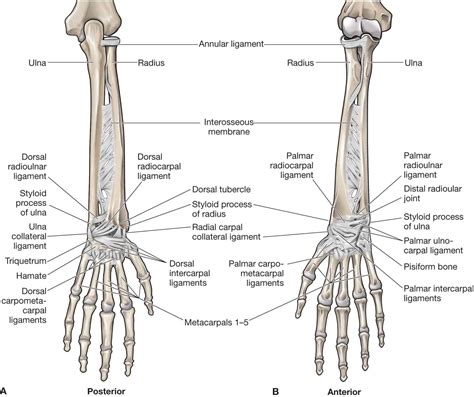 Bones Joints Of The Arm Front Anterior And Back Poste