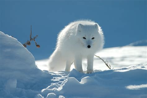 110 Arctic Fox Hd Wallpapers And Backgrounds