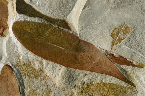 Glossopteris Leaf Fossils Stock Image C0095101 Science Photo Library