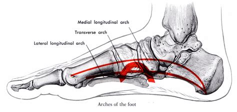 Attacking Limiting Factors Foot Arch Development