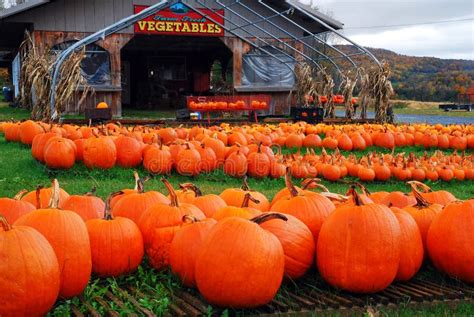 Vermont Pumpkins Stock Photo Image Of America Landscape 113021196