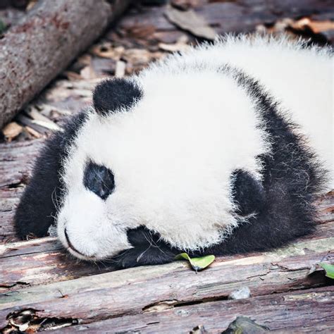 Sleepy Panda Stock Photos Pictures And Royalty Free Images Istock