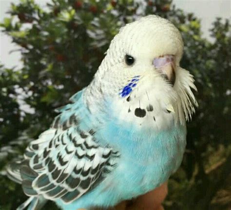 English Budgie Baby 8 Weeks Old Pet Birds Cute Birds Budgies Bird