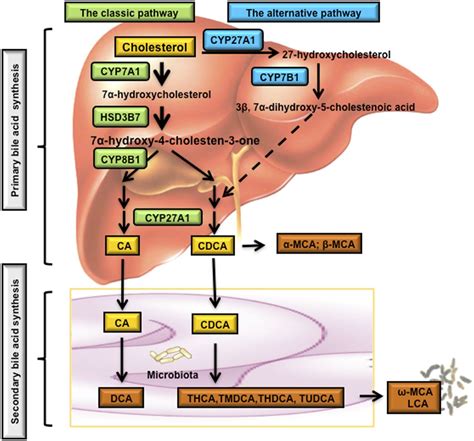 Bile Acid Signaling In Metabolic Disease And Drug Therapy