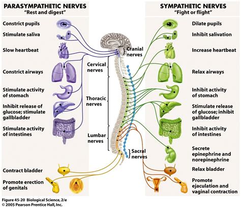 The Nervous System Diagram For Kids Provides A Very Fast And Narrowly